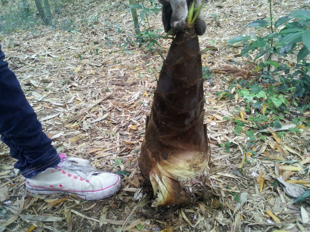 タケノコ2
