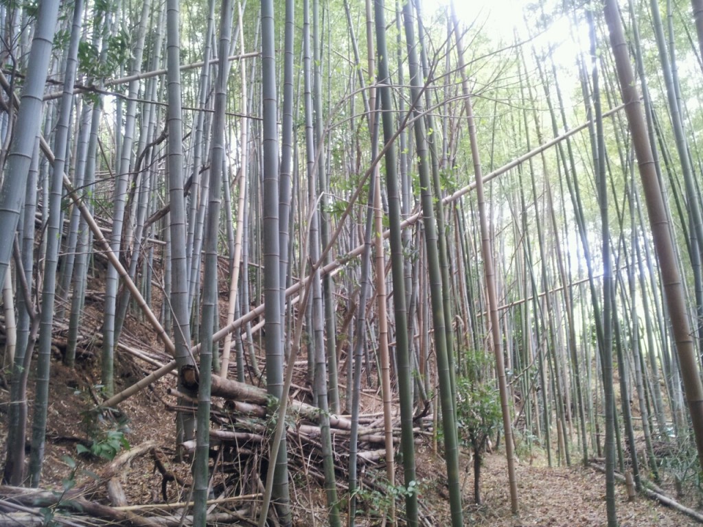 竹藪